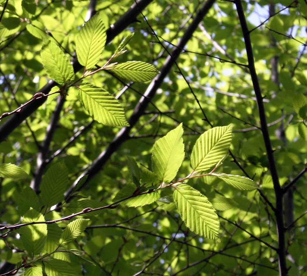 european hornbeam leaves